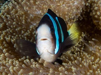 anemonefish-clark's1