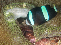 anemonefish-clark's2