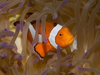 anemonefish-false_clown