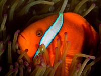 anemonefish-tomato1
