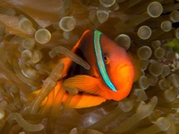 anemonefish-tomato2