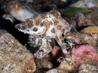 blue-ringed_octopus5