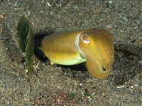 cuttlefish1