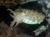 cuttlefish3
