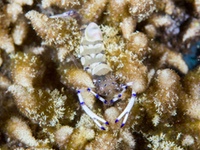 graceful_anemone_shrimp