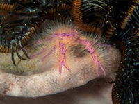 hairy_squat_lobster2