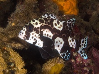 many-spotted_sweetlips