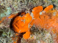 painted_frogfish1
