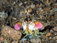 pink-eared_mantis