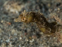 shortpouch_pygmy_pipefish