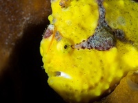 warty_frogfish1