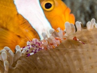 yellow-spotted_anemone_shrimp2