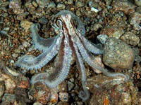 algae_octopus