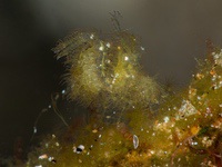 algae_shrimp4