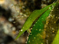 bignose_seagrass_shrimp