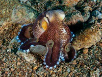 coconut_octopus3