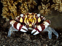 harlequin_swimming_crab
