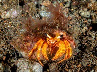 hermit_crab