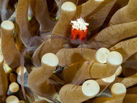 mushroom_coral_shrimp