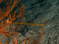 orange-banded_pipefish