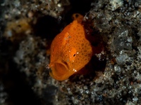 painted_frogfish1