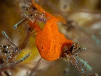 painted_frogfish2