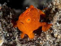 painted_frogfish3