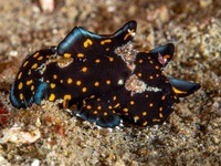 painted_frogfish4