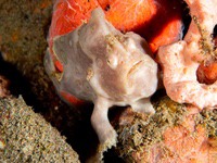 painted_frogfish5