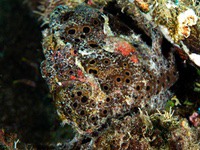 painted_frogfish6