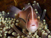 pink_anemonefish