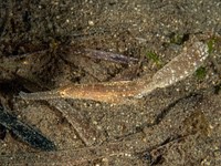 robust_ghost_pipefish