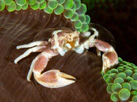 spotted_porcelain_crab