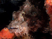 tasseled_scorpionfish