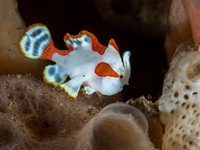 warty_frogfish2