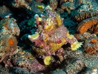 warty_frogfish3