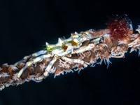 wire_coral_crab