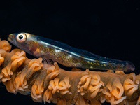 wire_coral_goby1