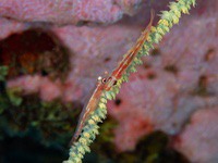 wire_coral_goby2