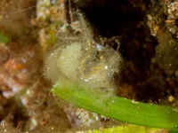 algae_shrimp1
