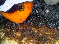 anemonefish_eggs