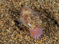 bobtail_squid