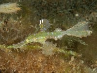 delicate_ghost_pipefish