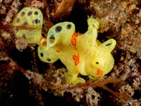 frogfish10-warty