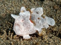 frogfish11-spotfin