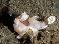 frogfish12-giant