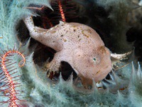 frogfish13-cryptic