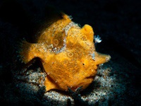 frogfish15-painted
