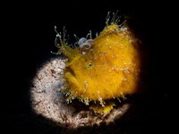 frogfish16-striated