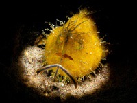 frogfish17-striated